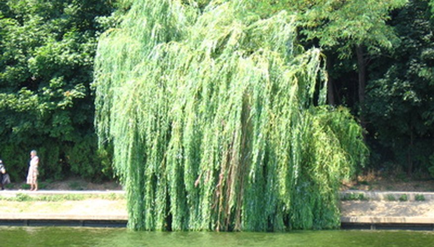 how-to-grow-weeping-willows-from-cuttings-garden-guides