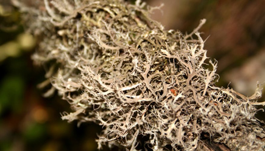 sphagnum moss amazon