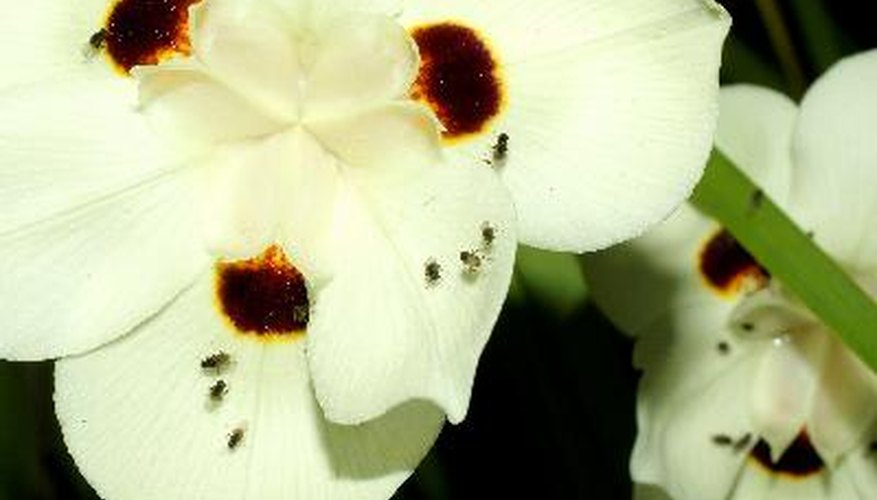 Hay miles de especies de zancudos o típulas.