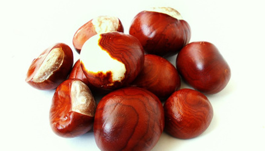 Nut Trees Identification | Garden Guides