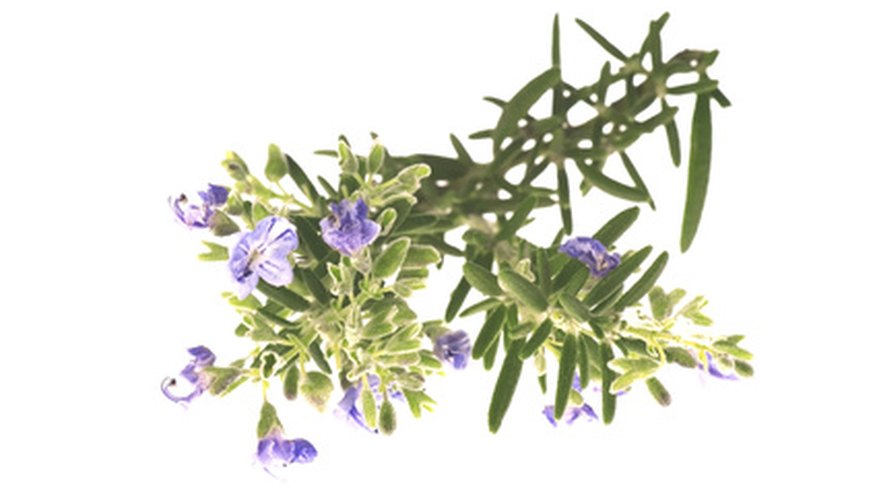 Plants That Look Like Lavender | Garden Guides