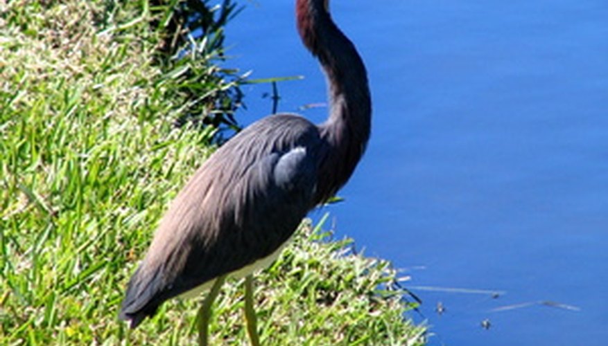 Louisiana