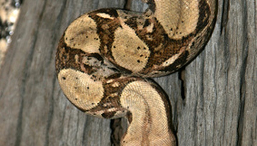 La boa constrictora es uno de los reptiles más conocidos de Brasil.