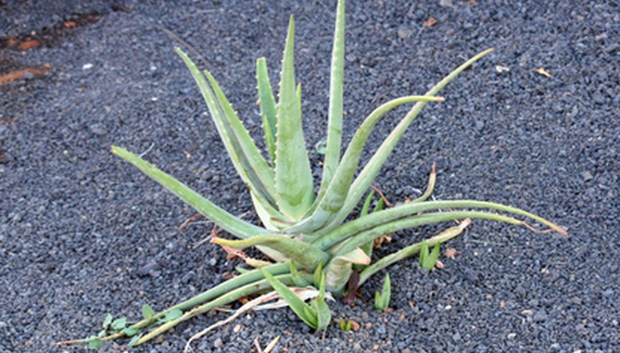 How To Cut Aloe Roots Garden Guides
