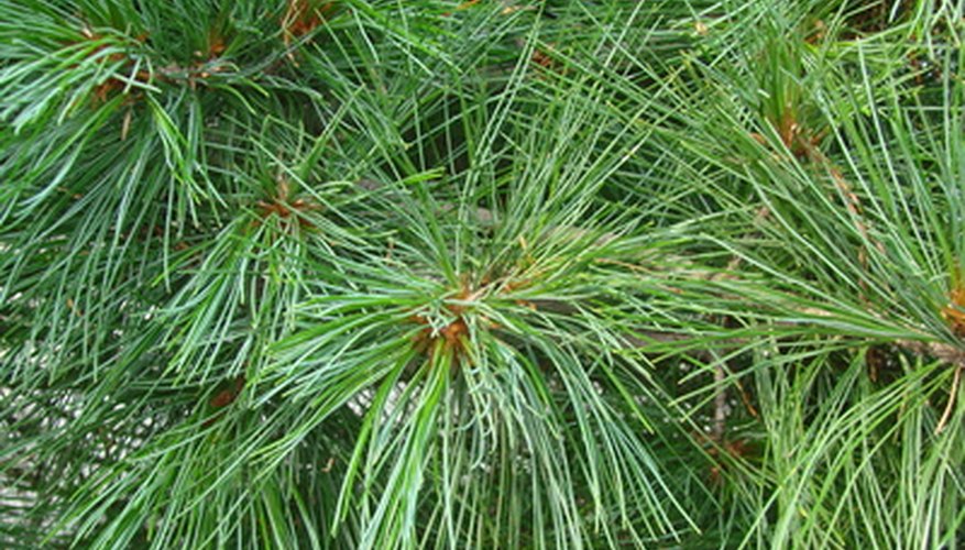 how-does-pine-straw-affect-the-acidity-of-the-soil-garden-guides