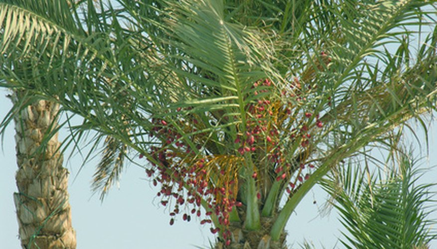 brad-s-tropical-paradise-how-far-back-to-trim-your-palm-tree