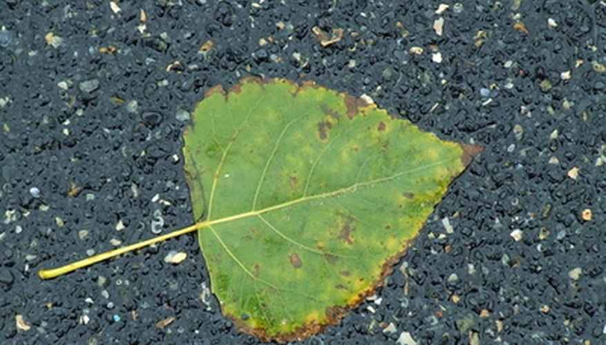 How To Identify A Black Poplar Tree Garden Guides   Fotolia 1523920 XS 