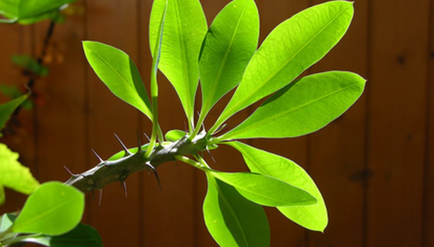 Euphorbia Milii Flowering Houseplant Crown Of Thorns