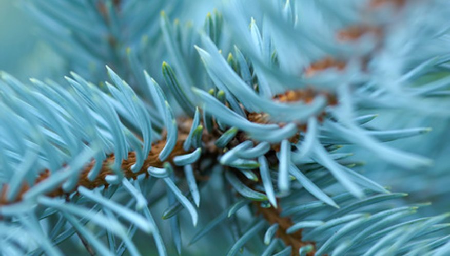 How to Propagate Colorado Blue Spruce | Garden Guides