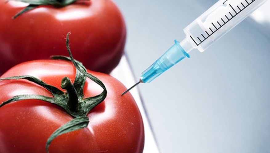 The hormone being injected into one of these tomatoes is a controlled variable. The hormone being injected into one of these tomatoes is a controlled variable.
