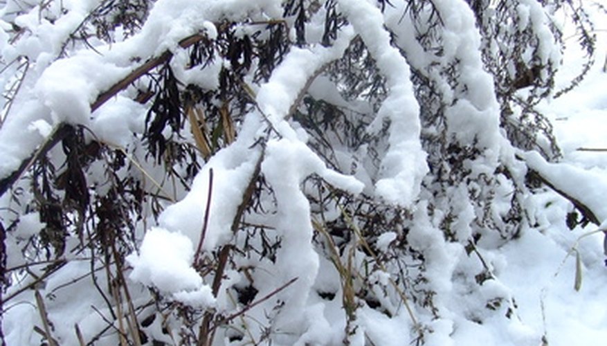 Colorado se conoce por sus inviernos nevados.