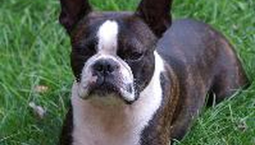 Photo Credit: boston terrier image by berdoulat jerome from <a href='http://www.fotolia.com'>Fotolia.com</a> Boston terriers are easy to train and learn quickly.