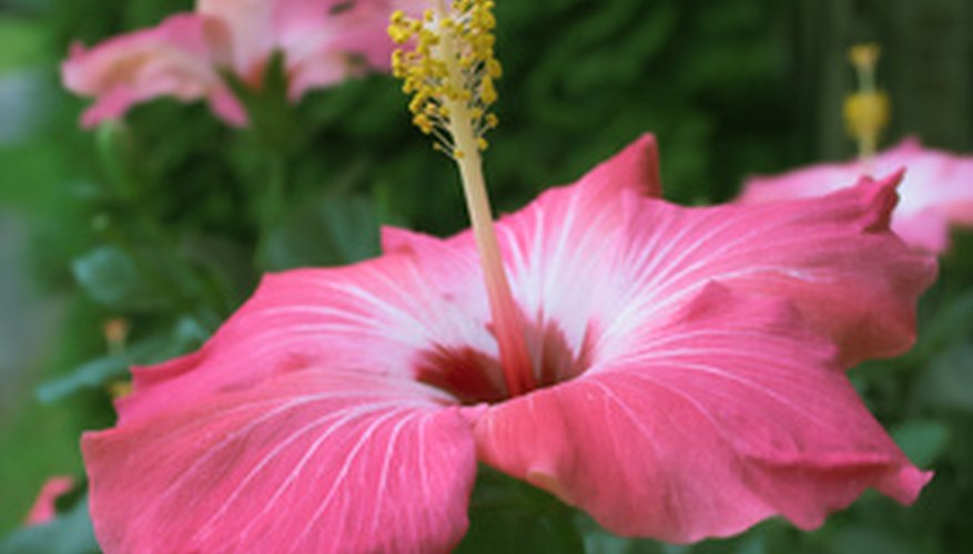 What Are the Adaptations of the Hibiscus Plant? Sciencing