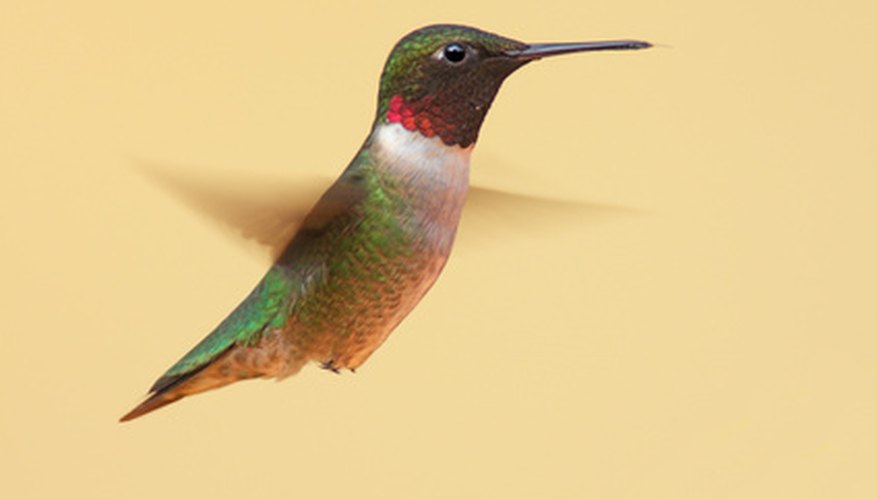 Plants to Attract Hummingbirds in Florida | Garden Guides