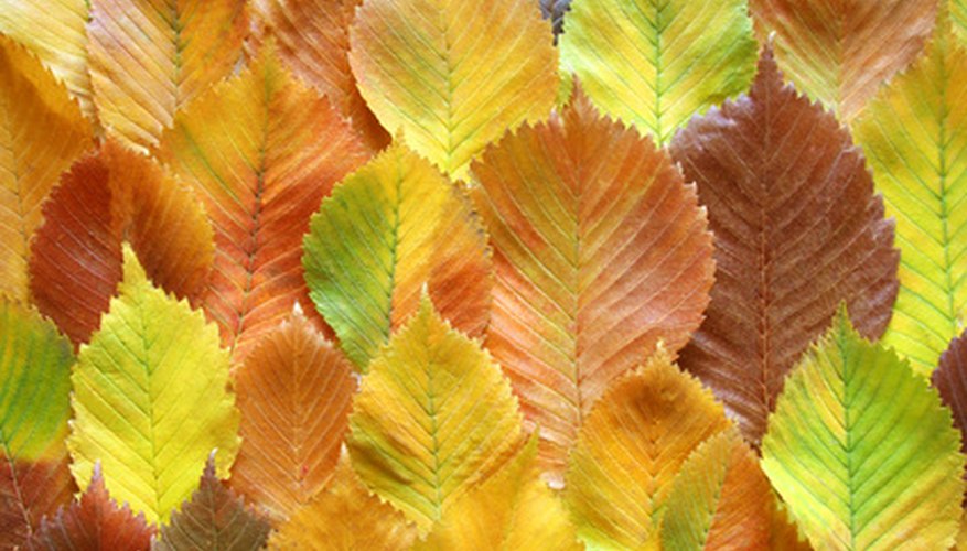 Toothed-Tree Leaf Identification | Garden Guides