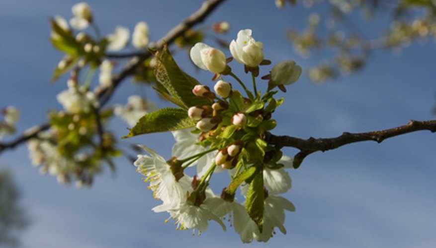 Plants That Grow In North Carolina