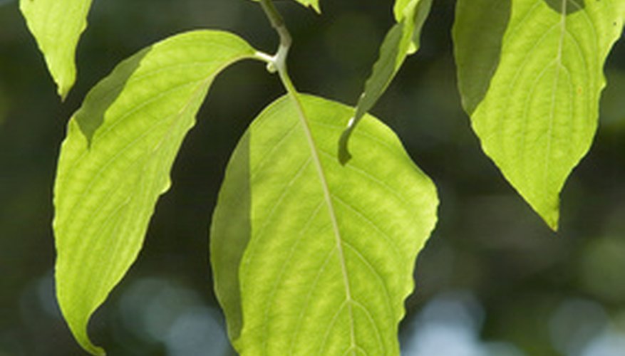 Dogwood Tree Leaf Identification | Garden Guides