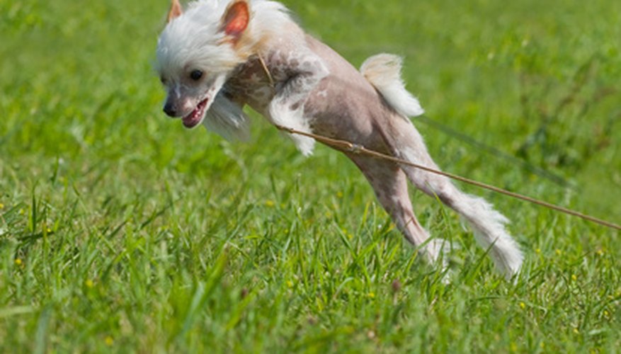 Photo Credit: Chinese crested dog puppy playing - big jump image by Gleb Semenjuk from <a href='http://www.fotolia.com'>Fotolia.com</a> Playtime provides great exercise for Chinese cresteds.