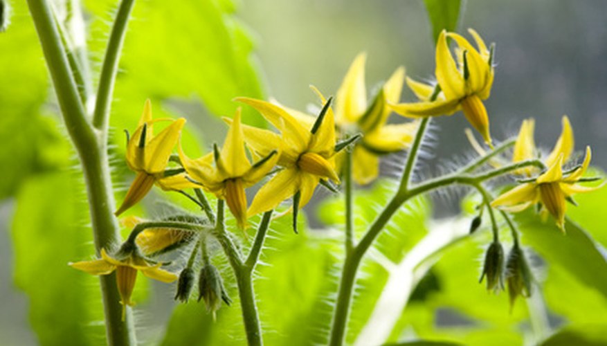 Anatomy of a Tomato Plant | Garden Guides