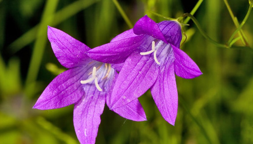How to Care for Get Mee Campanula | Garden Guides