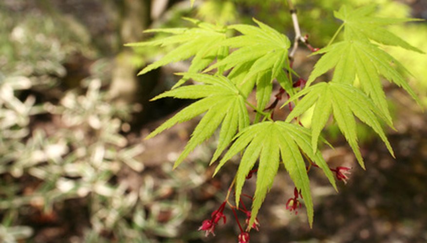 different types of japanese maple trees