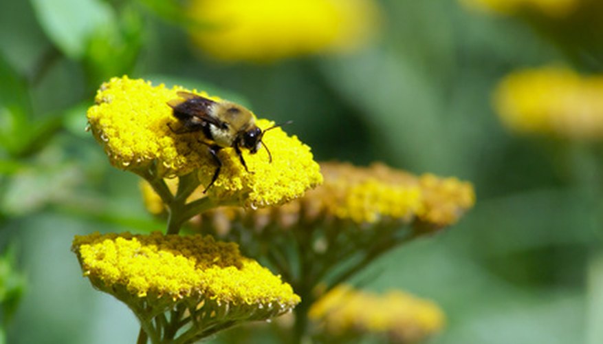 Cuánta miel hace una abeja.