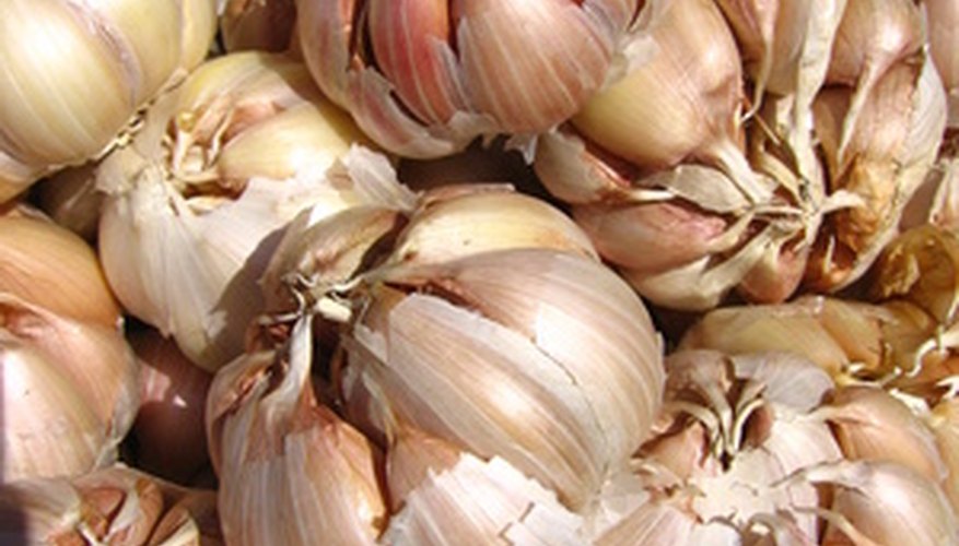 How to Plant Garlic in the Spring | Garden Guides