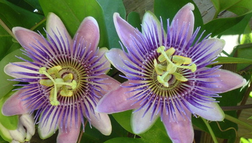 Information on the Purple Passion Vine | Garden Guides