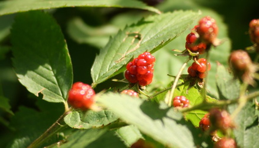 How far apart to plant raspberries Idea