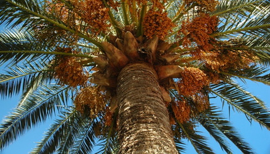 Scientific Names For Palm Trees Garden Guides