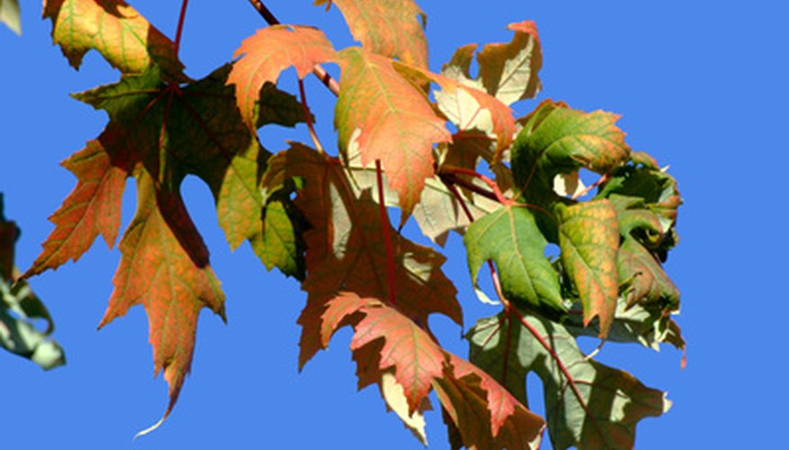 maple trees in georgia