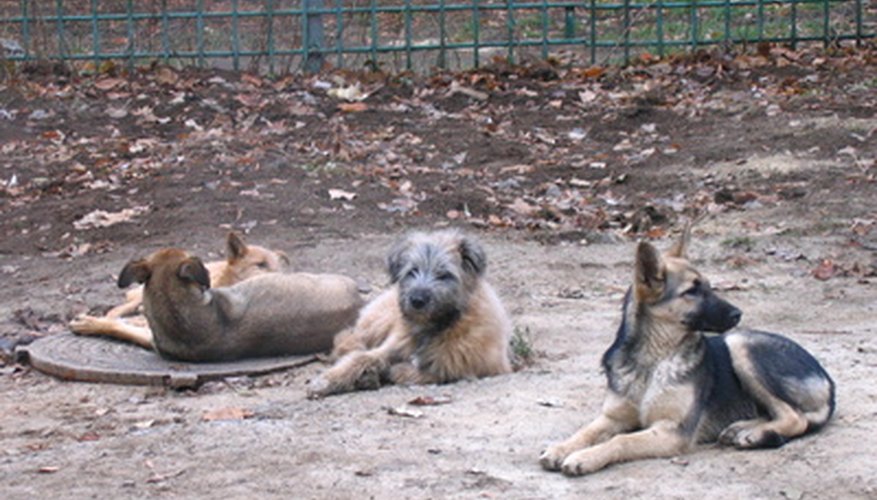 Las guarderías de perros están en alta demanda.