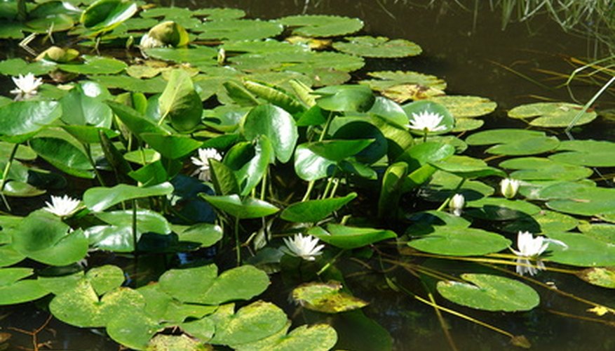 Characteristics of Aquatic Plants | Sciencing