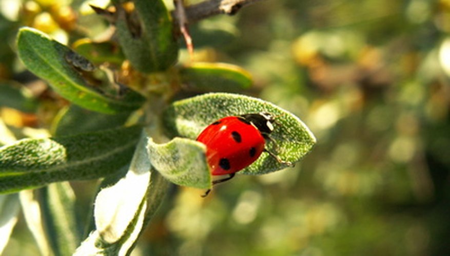 Existen más de 5.000 especies conocidas de mariquitas en todo el mundo.