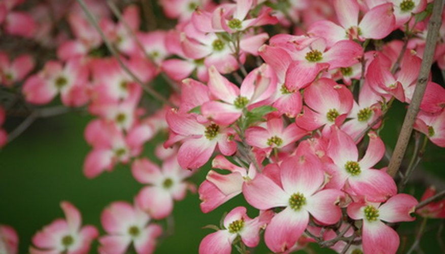 Pink Dogwood Varieties | Garden Guides