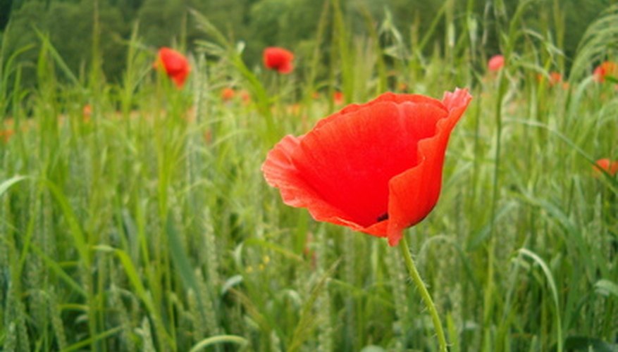 How to Grow Oriental Poppies From Seed | Garden Guides