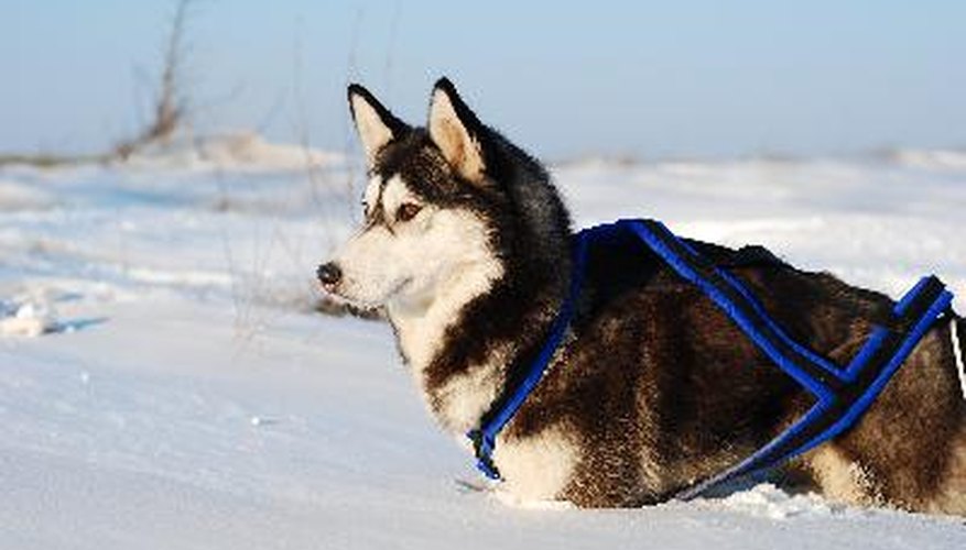 Photo Credit: Husky image by SapphireHU from <a href='http://www.fotolia.com'>Fotolia.com</a> Siberian huskies pulled sleds in the emergency1925 serum run to Nome, the event that became the inspiration for the annual Iditarod sled dog race.