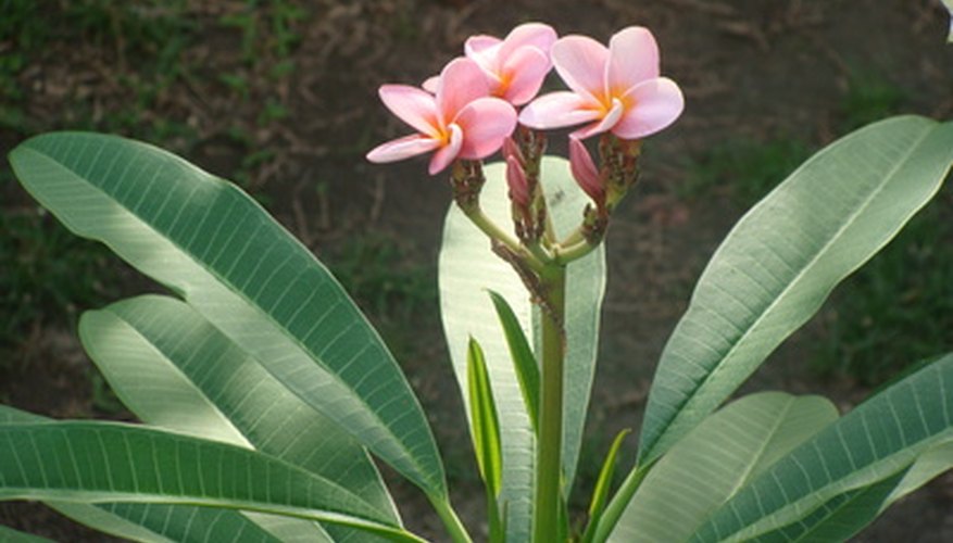 Shallow Rooted Tropical Plants | Garden Guides