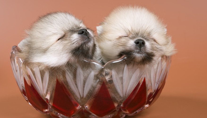 Photo Credit: puppies of the spitz-dog in studio image by Ulf from <a href='http://www.fotolia.com'>Fotolia.com</a> Small dogs tend to have longer lifespans.