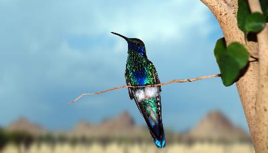 Colibrí.