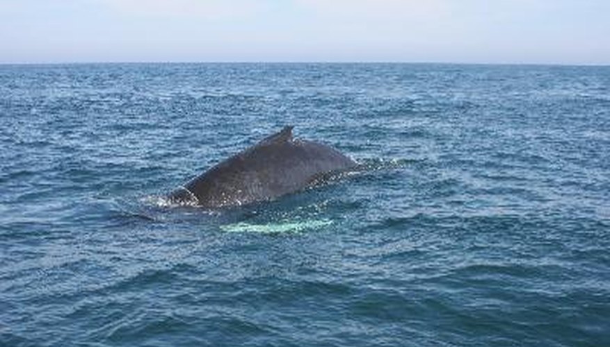 Las ballenas se mueven en grupos, parejas o solas.