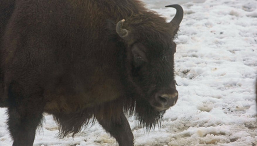 The Chihuahuan Desert has a small population of American bison. The Chihuahuan Desert has a small population of American bison.