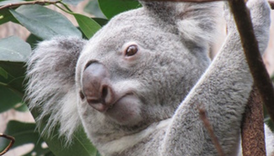 Photo Credit: Koala image by HeikeKl from <a href='http://www.fotolia.com'>Fotolia.com</a> Special bacteria help the koala eat eucalyptus leaves that are poisonous to most animals.