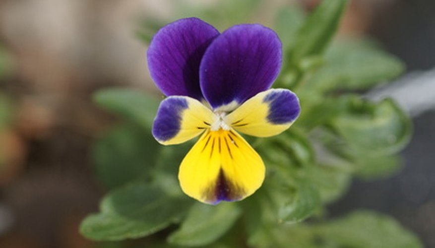 weed with small purple flowers