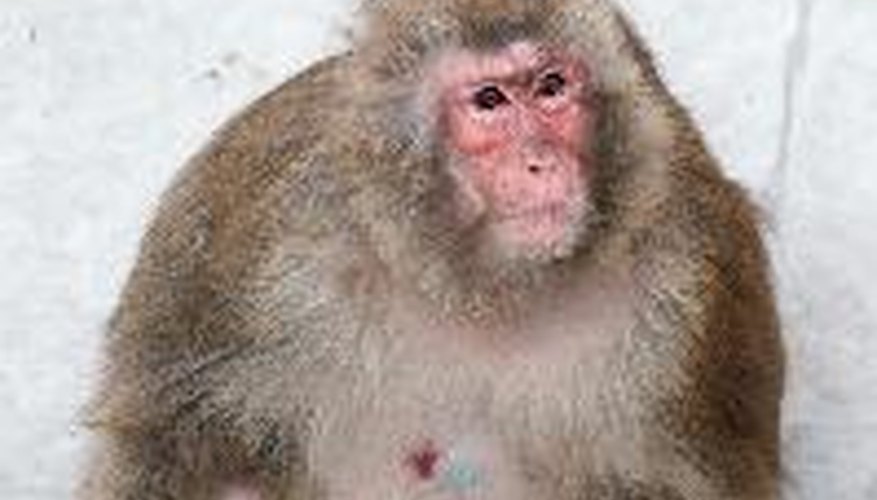 Una muestra de los hermosos animales en Japón: el macaco japonés.