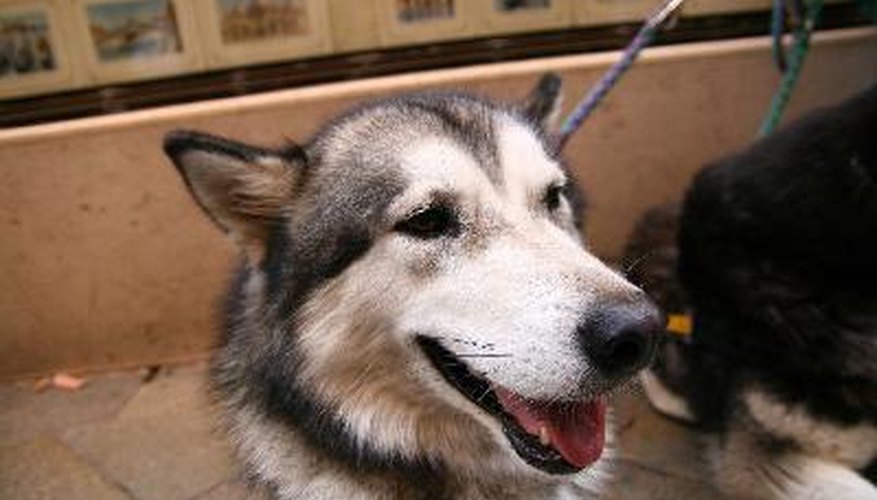 Photo Credit: Dog image by yellowj from <a href='http://www.fotolia.com'>Fotolia.com</a> Start calming procedures early in the storm to keep your dog calm.