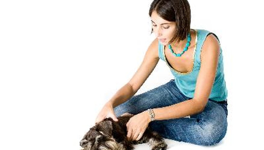 Photo Credit: Owner playing with puppy image by Elliot Westacott from <a href='http://www.fotolia.com'>Fotolia.com</a> Check for any new lumps while you massage your dog.