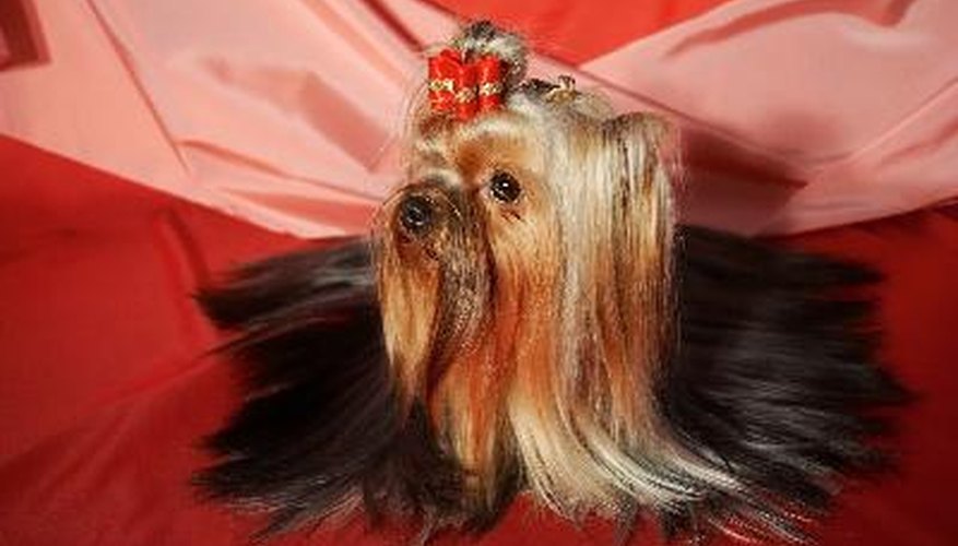 Photo Credit: Yorkshire terrier image by Svetlana Gurdina from <a href='http://www.fotolia.com'>Fotolia.com</a> A perfect show coat is difficult for the average person to maintain.