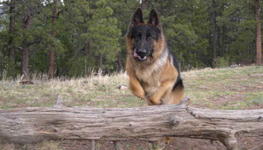 Photo Credit: german shepherd image by Craig Stevens from <a href='http://www.fotolia.com'>Fotolia.com</a> The German shepherd was the second breed in popularity in 2010 and 2011.