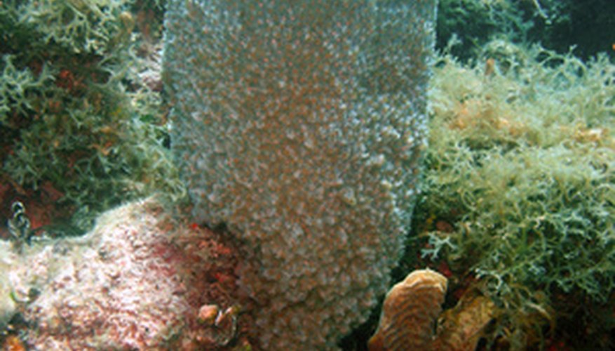 Las esponjas de mar respiran por la difusión a través de cada membrana celular.